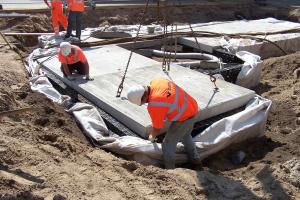 Ochrona drzew w przestrzeni miejskiej