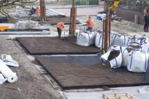 Ochrona drzew w przestrzeni miejskiej