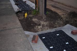 Ochrona drzew w przestrzeni miejskiej