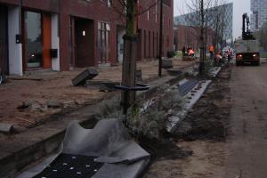 Ochrona drzew w przestrzeni miejskiej