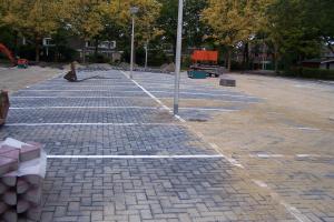 Ochrona drzew w przestrzeni miejskiej