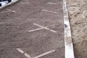 Ochrona drzew w przestrzeni miejskiej